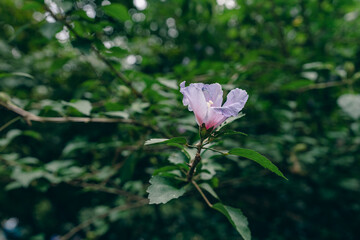 pink flower in the garden