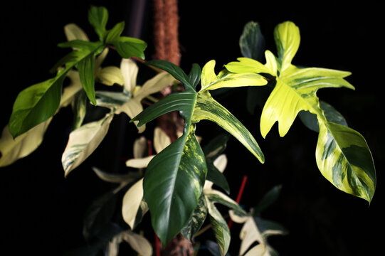 Araceae Aroid Philodendron Florida Beauty variegated plant with terracotta pot  Rare luxury variegated plant. yellow leaves