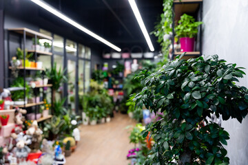 Fototapeta na wymiar Minsk, Belarus - Dec 20, 2021: interior of a florist shop with a refrigerator for flowers and potted plants, photography with depth of field, focus in the foreground