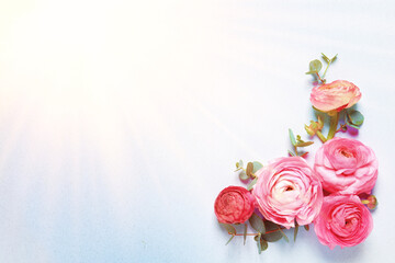 Beautiful ranunculus flowers on light background, flat lay. Space for text