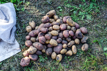 Harvest fresh potatoes on the ground. Defective potatoes that have an ugly appearance. Potato sorting.