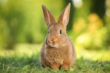 Cute fluffy rabbit on green grass outdoors