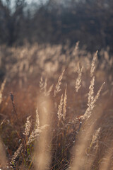 Fototapeta premium Abstract natural background of soft Pampas grass on a blurry dark bokeh. Fluffy stems of tall grass in autumn. Selective focus.