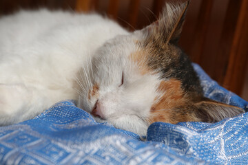 Cute fluffy cat sleeping on blue blanket, closeup. Adorable pet