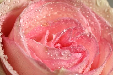 Closeup view of beautiful blooming pink rose with dew drops as background