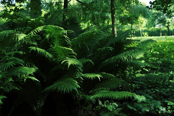Beautiful fern with lush green leaves growing outdoors