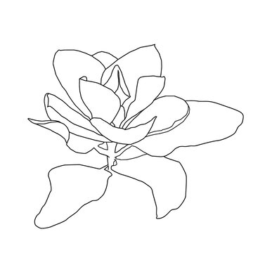 lily flower isolated on white, orhid flowers, Line art magnolia flowers isolared
