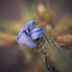 flowers in the garden