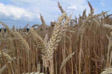golden wheat field