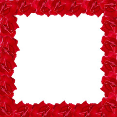Red Rose Petals Frame, Red desert rose flower frame on white background.