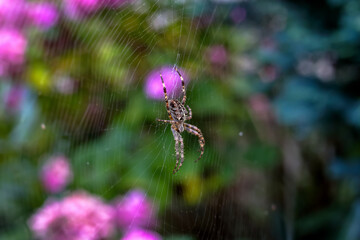 Spider sitting in the middle of a spider web in the garden in Poland