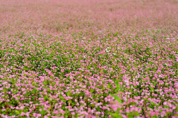 赤い蕎麦の花　長野県