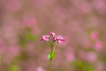 赤い蕎麦の花 長野県