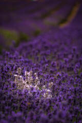 Obraz premium White and purple lavender in South London