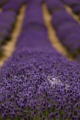 Fototapeta na wymiar White and purple lavender
