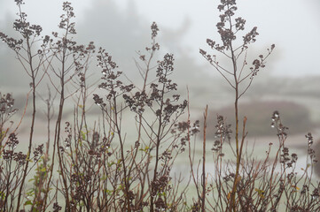 Autumn view. Gray wet rainy weather. plants in raindrops in the fog. Selective focus, shallow depth of field. autumn blues