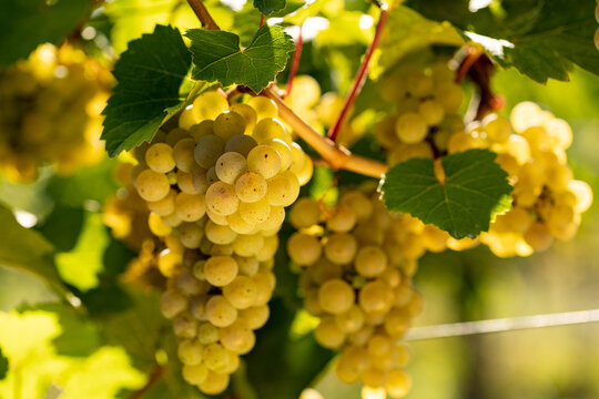 Close shot fo hanging white grapes. Grapes from beautiful vine region Rheingau in Germany. Wine is ready to harvest.