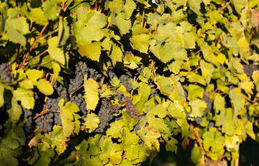 Grapes from beautiful vine region Rheingau in Germany.