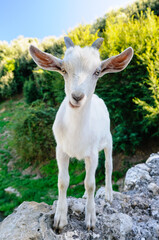 White goat stands on an old stone wall, Nice.