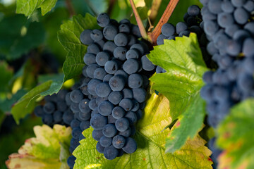 Close-up blue grapes between leaves and branches at the Johannisberg Rheingau. Grapes from...