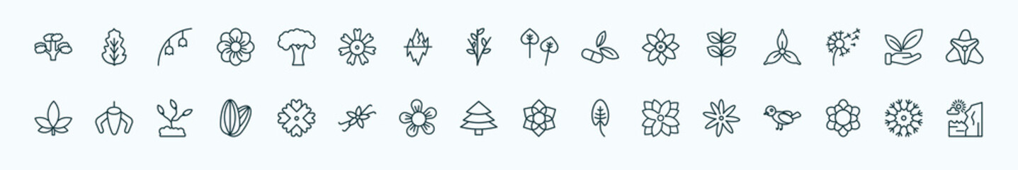 special lineal nature icons set. outline icons such as pitch pine tree, beech, poplar, pinnate, save nature, ylang-ylang, wedelia, red spruce tree, zinnia, magnolia, knapweed line icons. - obrazy, fototapety, plakaty