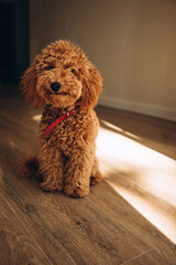 A small ginger poodle sits on the floor in the shadows of the daylight falling from the window. Front view