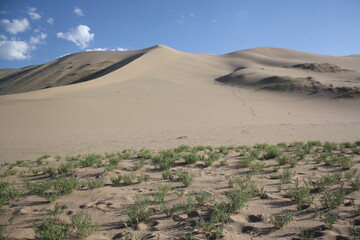 Fototapeta na wymiar Between the silent vastness of the Khongor sand dunes and the preciously green vegetation, Gobi Desert, Mongolia.