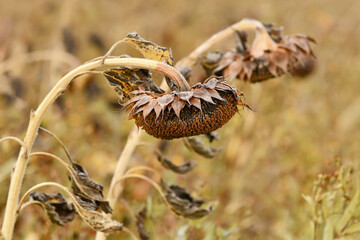 Withered dry sunflower with hanging flower head