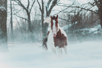 Pinto horse running in the snow in the wood. Beautiful horse playing in the snow. Winter horse...