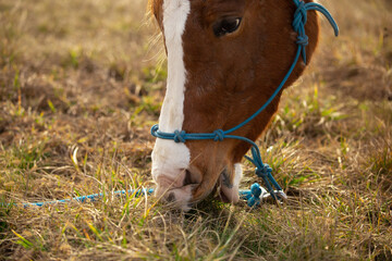 The horse is eating grass in the pasture. Horse head close-up, focus on the nose.