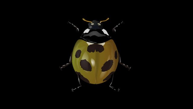 vibrant ladybug color change multicolor カラーテントウムシ alpha channel
