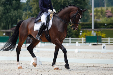 Obraz premium Rider and horse in dressage competition. Pigtails on neck sports brown horse. Equestrian sport. Dressage horse in the arena.