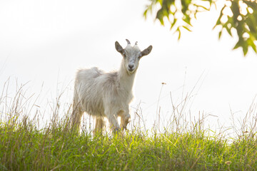 White goat standing on the pasture. Goat in a grass field. Little white goat near the tree
