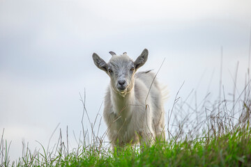 Fototapeta premium White goat standing at the pasture. Little goat in a grass field.