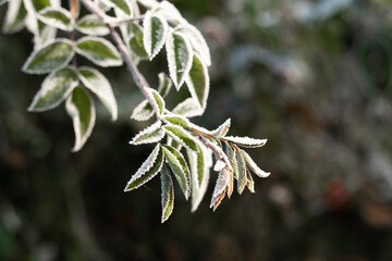 First autumn frost. Partially blurred branch of rose bush, covered with white frost. Morning frost, green frozen plant leaves. Onset of winter, nature falls asleep. Defocused background image