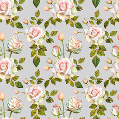 Watercolor roses. White rose buds with twigs and leaves on a white background