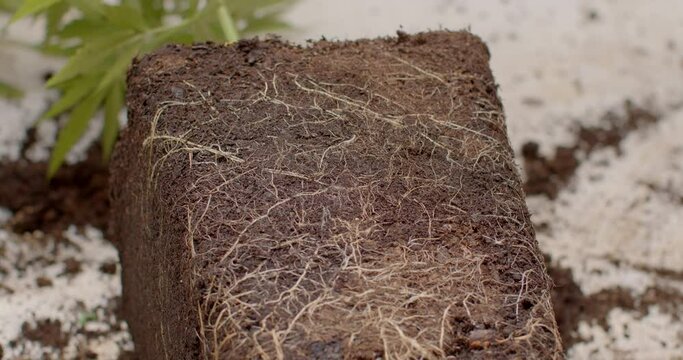Plants roots in the ground. Growing marijuana by himself. Cannabis plant cultivation process, herb ready to be transplanted into a larger pot. 