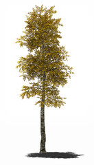 Fototapeta premium autumn tree silver birch 3