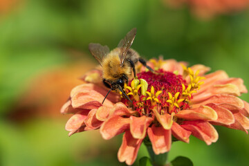Photos of insects on blooming flowers and plants
