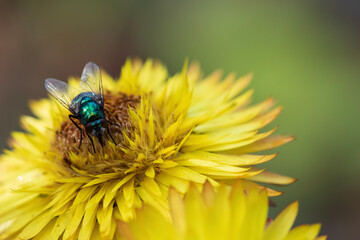 Photos of insects on blooming flowers and plants