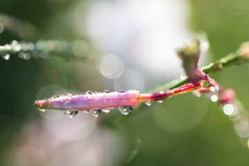 Photos of colorful blooming flowers and plants