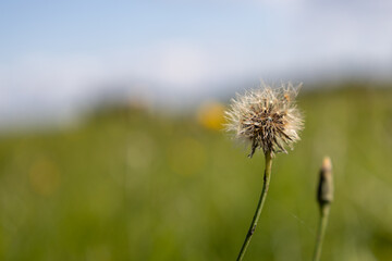 dandelion in the green field
