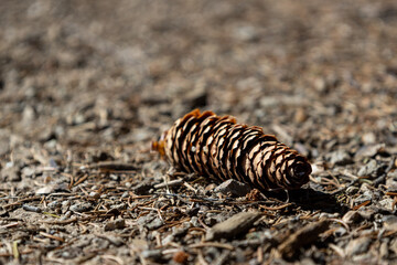 fallen pinecone on the ground