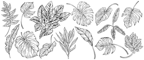 Leaves isolated on white. Tropical leaves. Hand drawn png illustration.
