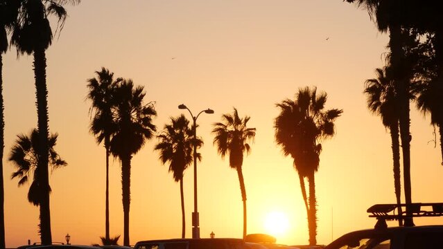 Orange sky, silhouettes of palm trees on beach at sunset, California coast, USA. Beachfront park at sundown in San Diego, Mission beach vacations resort on pacific shore. Tropical american summer.