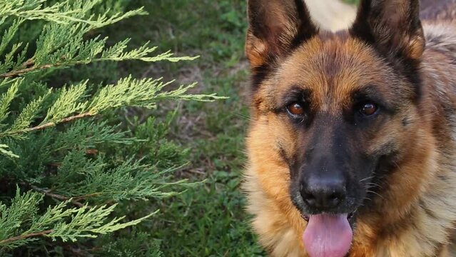 German Shepherd Dog Looks at Camera. Quality Dog Shows it's Smartness and Beauty