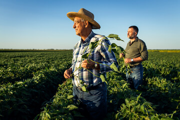 Two farmers in a field examining soy crop.