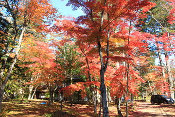秋の軽井沢。紅葉の森。