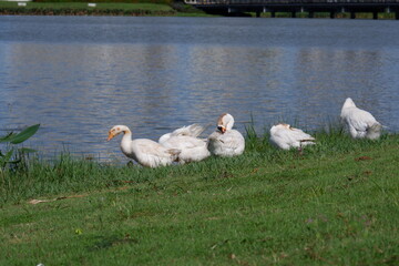 A group of white gray swans are on the edge of a lake in a city park in Jakarta