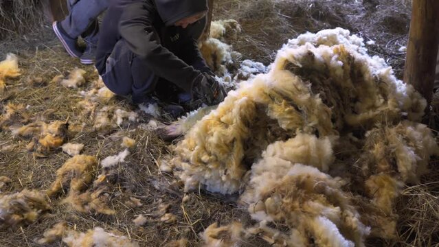 Relaxed Latvian Dark Head Romanov sheep having its multicolored wool sheared off